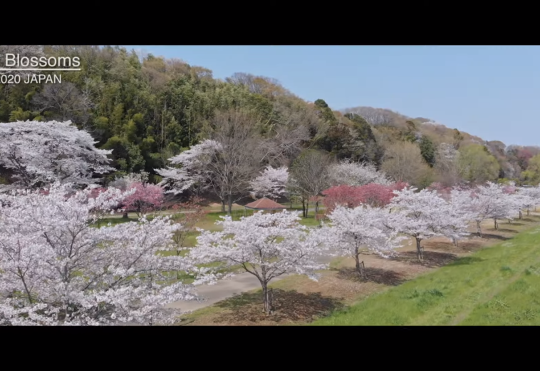 ドローン撮影　桜　茨城県水戸市