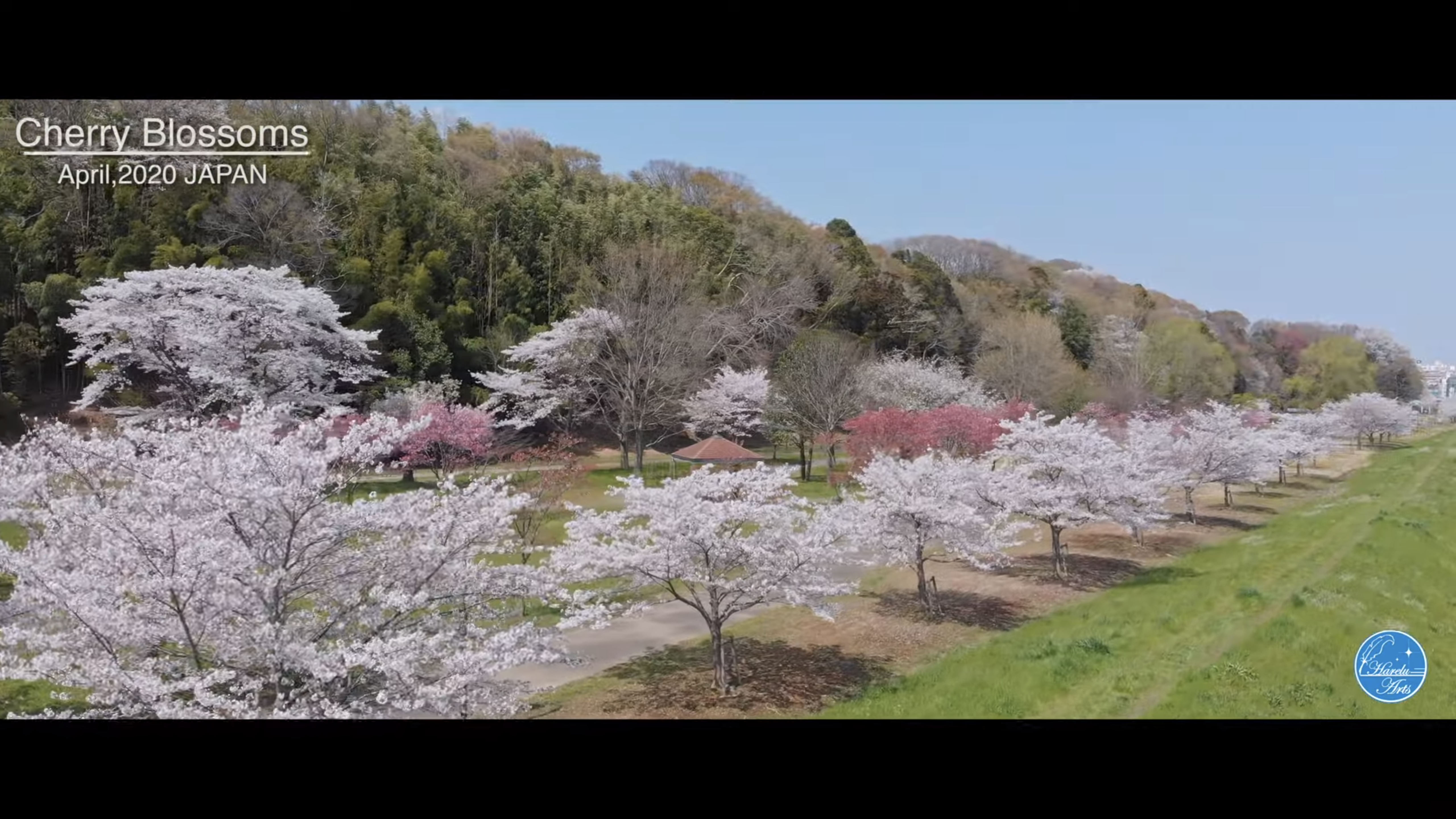 ドローン撮影　桜　茨城県水戸市